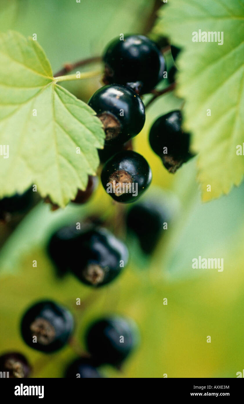 Currant, Blackcurrant, Ribes nigrum, Ribes, nigrum Stock Photo