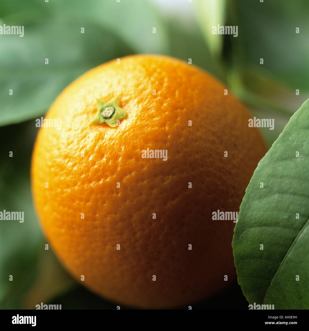 Orange, Citrus sinensis, Orange, Citrus, sinensis Stock Photo