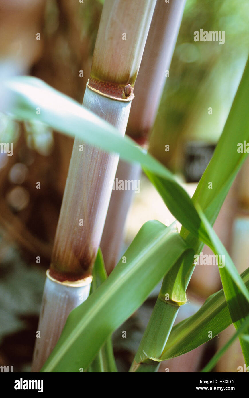 Close-up of Sugar cane, Saccharum officinarum, growing in a field. Stock Photo