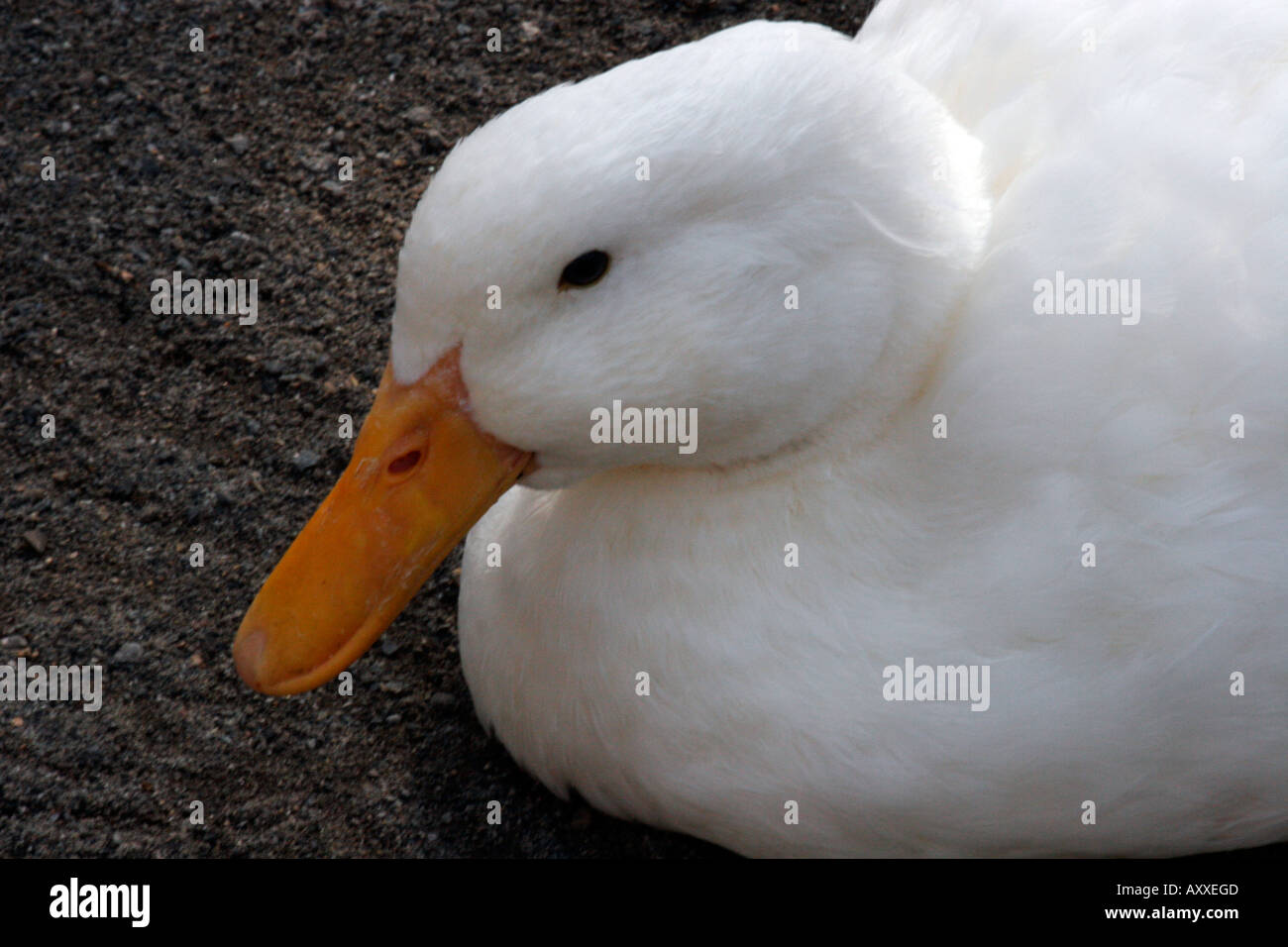 White Duck Stock Photo