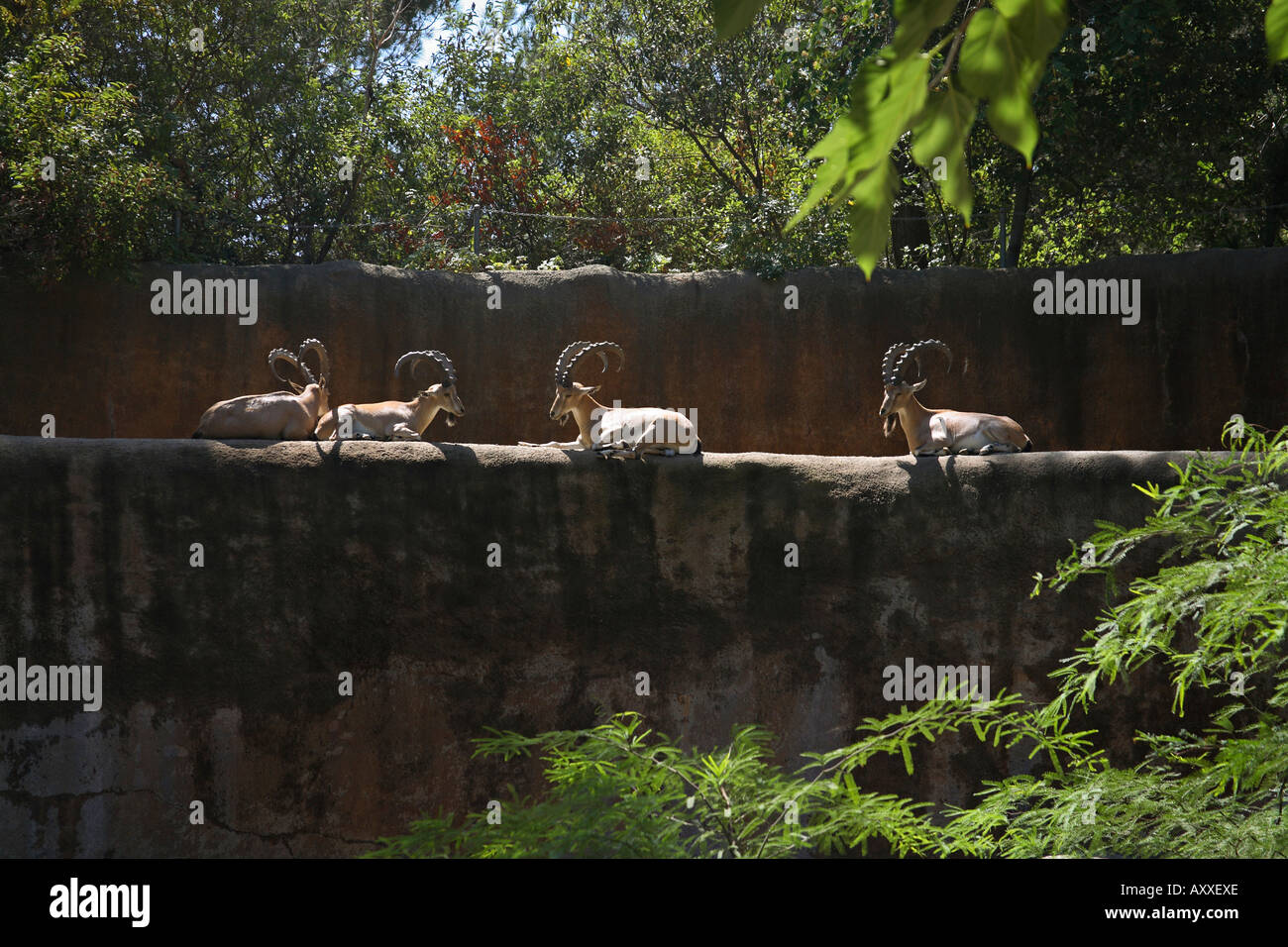 Los Angeles Zoo Griffith Park Los Angeles California Stock Photo Alamy