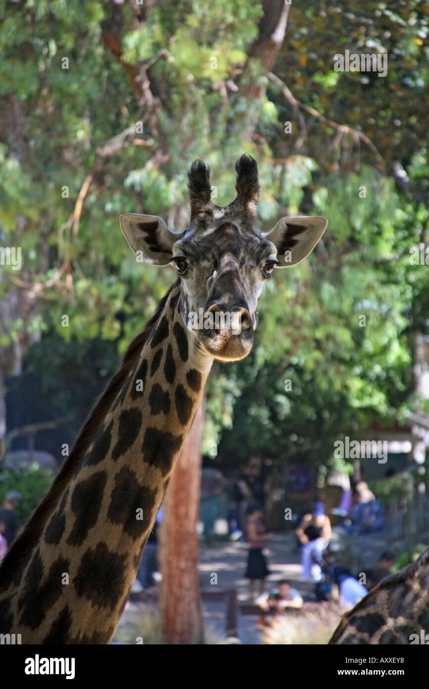 Giraffe Los Angeles Zoo Griffith Park Los Angeles California Stock Photo Alamy