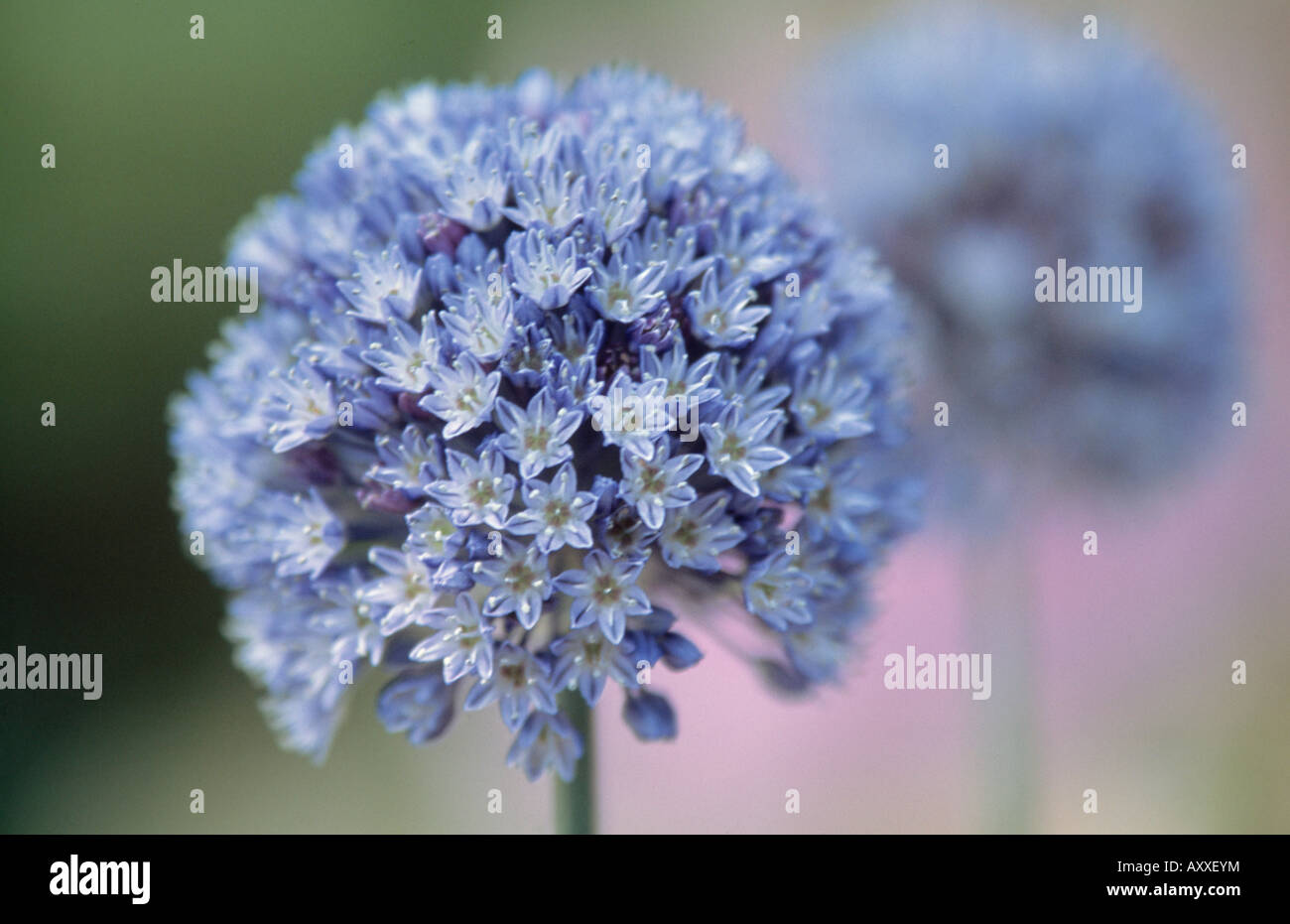 Allium, Allium caeruleum, Blue, Allium, caeruleum Stock Photo