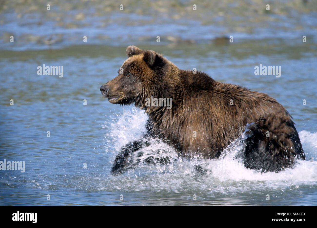 Brown Bear, (Ursus arctos), Lake Clark National Park, Alaska, USA Stock Photo