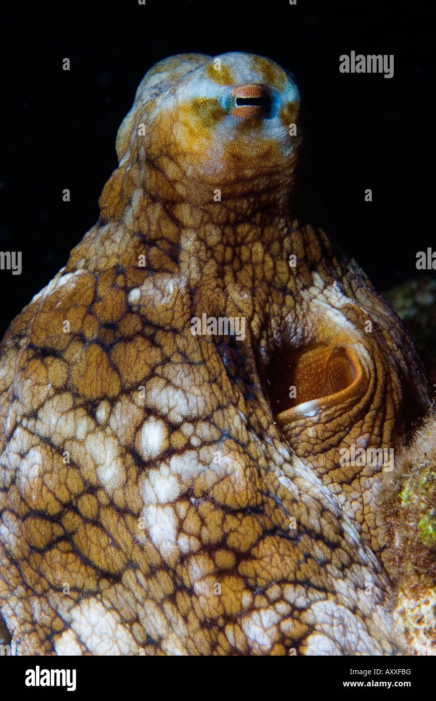 octopus found on a reef in Maui, Hawaii Stock Photo Alamy