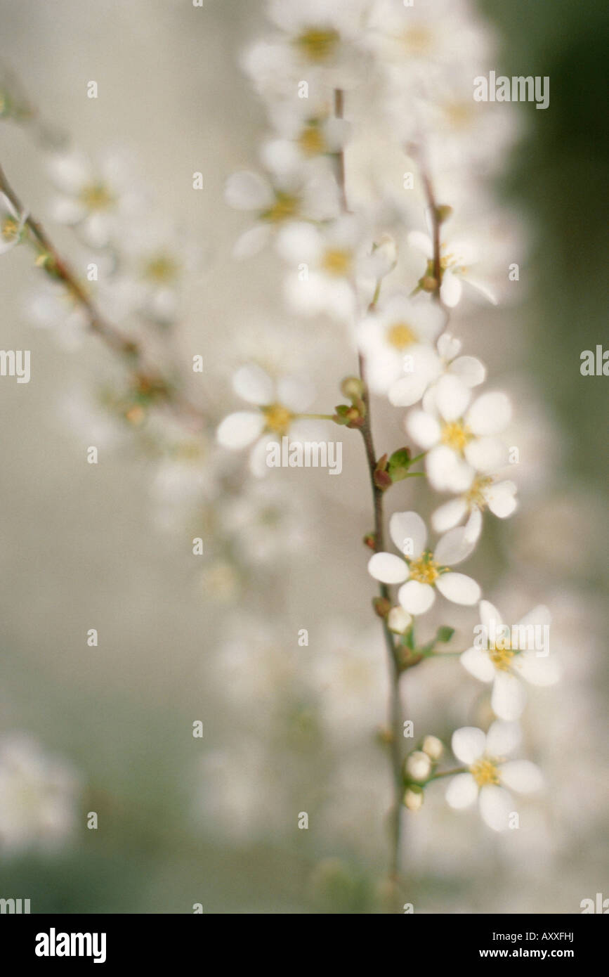 Flower , White, Stock Photo