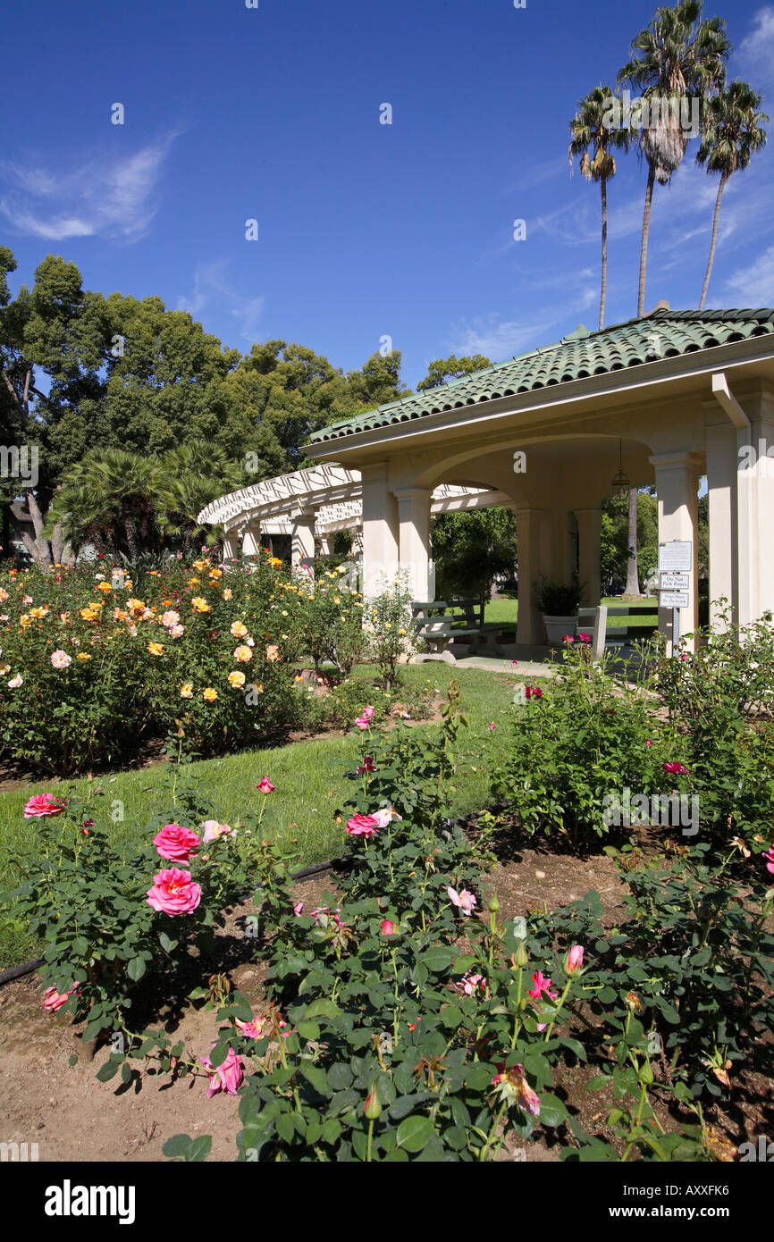 Roses Wrigley Gardens Tournament House Pasadena California Stock Photo