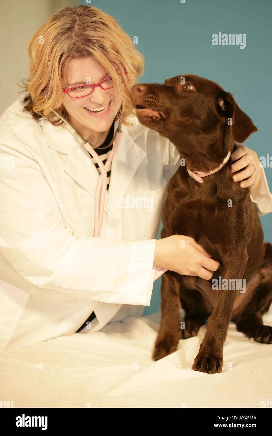 Female veterinarian checks the health of a chocolat labrador puppy