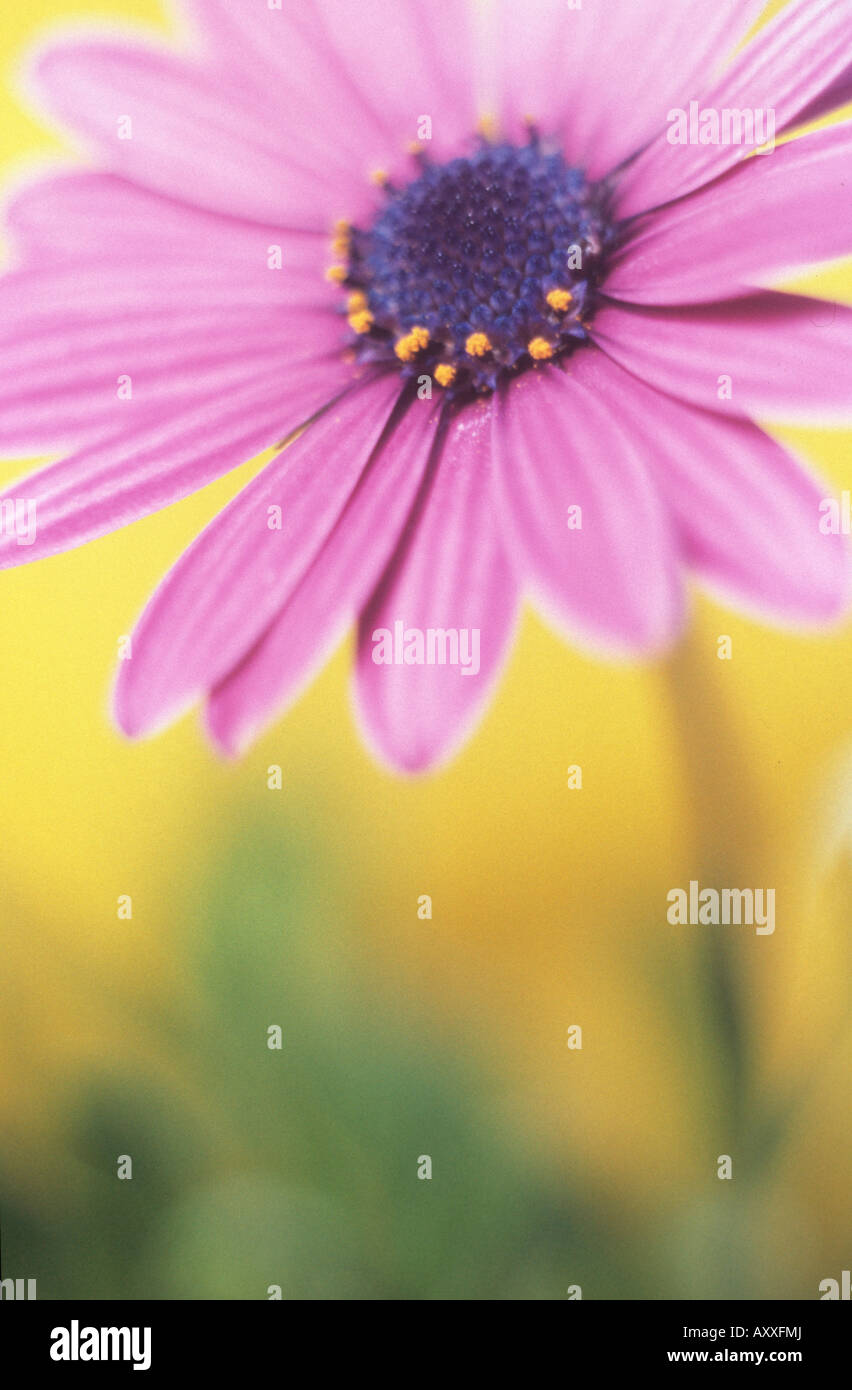 Osteospermum, Osteospermum, Mauve, Stock Photo
