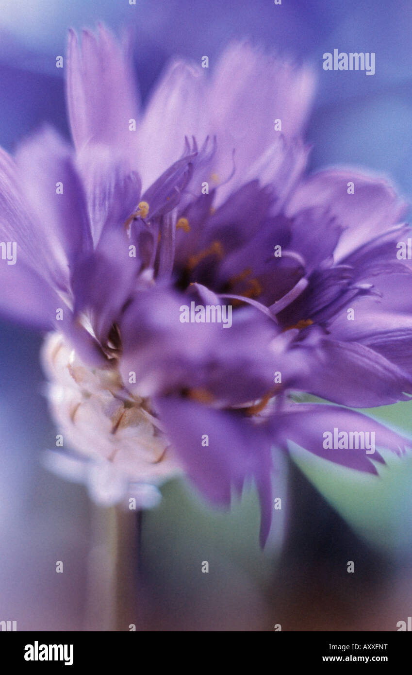 Blue cupidone, Blue, cupidone, Catananche, Blue, Stock Photo
