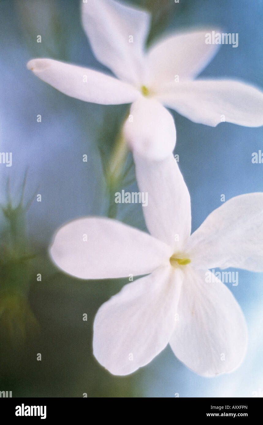 Jasmine, Jasminum officinale, White, Jasminum, officinale Stock Photo