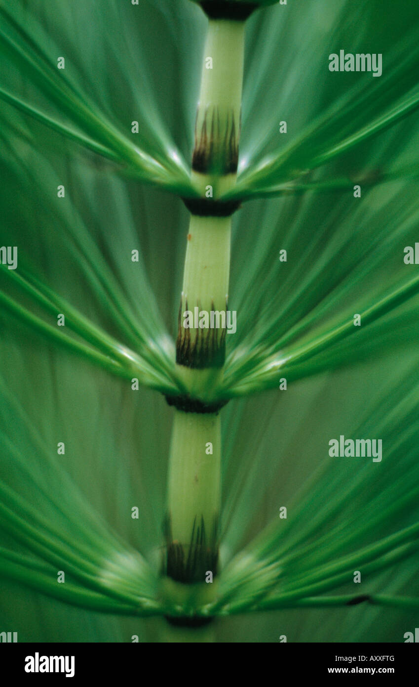 Field horsetail, Equisetum arvense, whorls of green side shoots at the