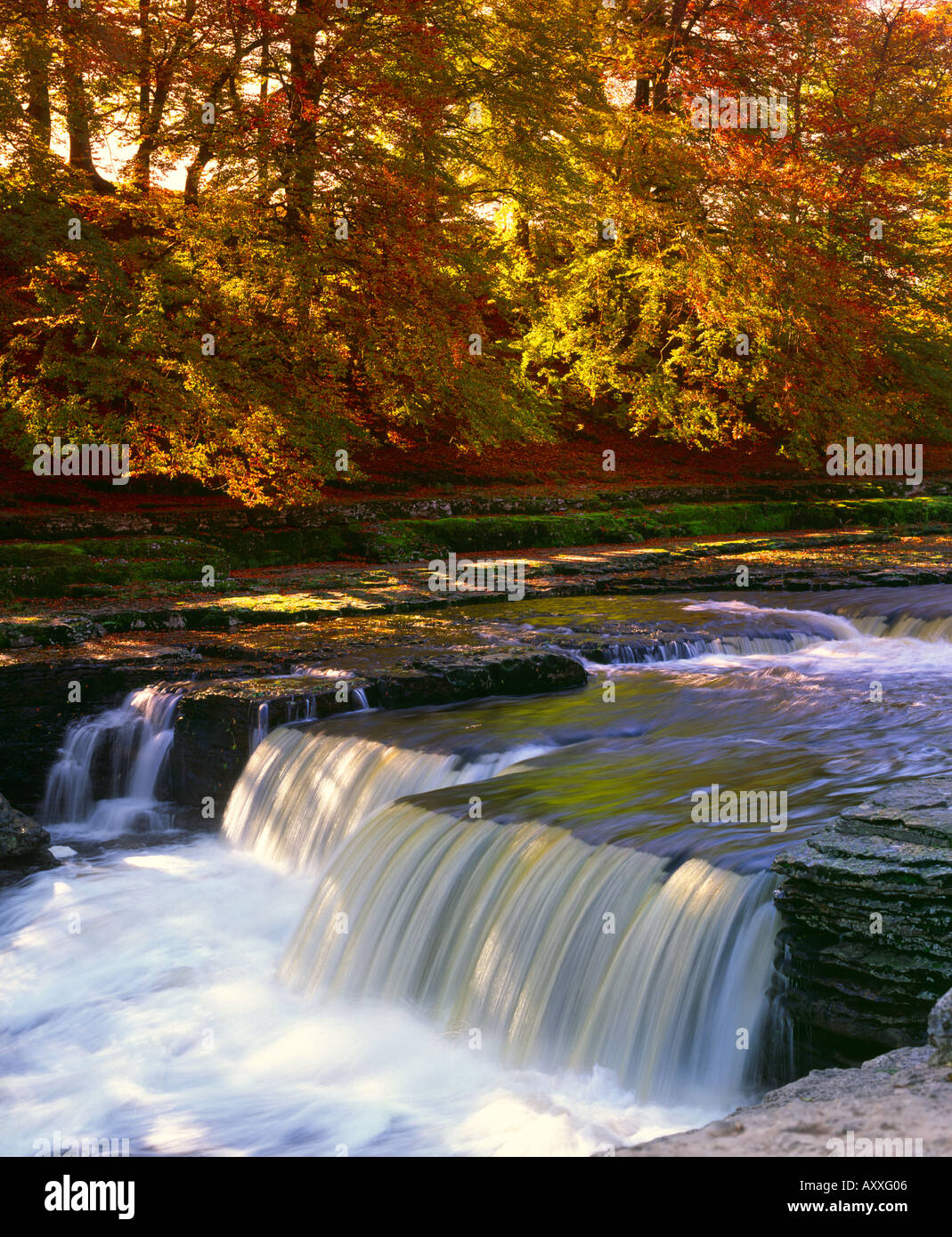 Aysgarth falls on the river Ure in Autumn in the Yorkshire Dales Stock Photo