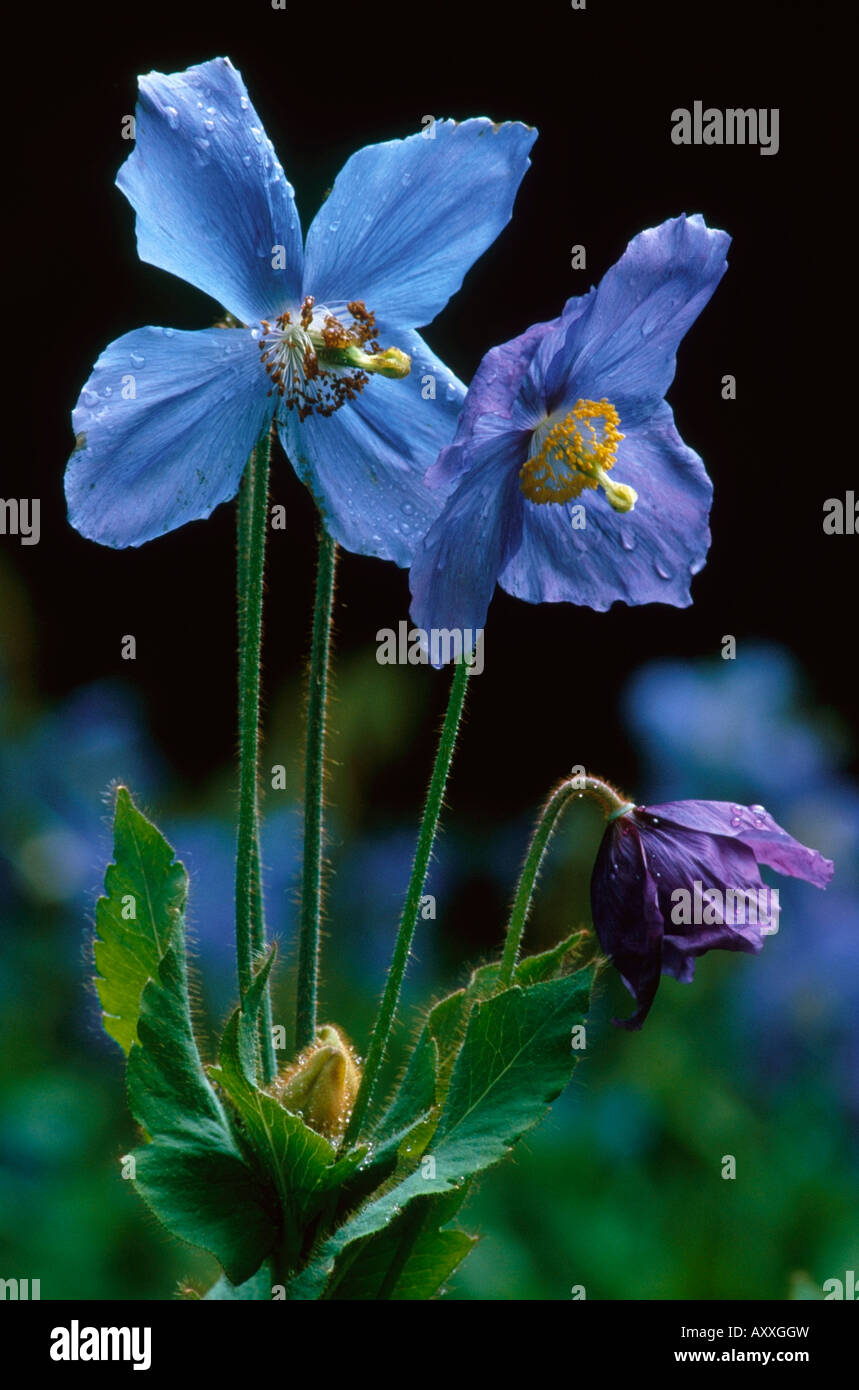 Himalayan blue poppy, Himalayan, blue, poppy, Meconopsis grandis, Blue, Meconopsis, grandis Stock Photo
