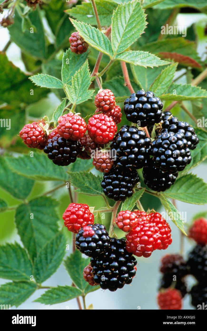 Blackberry, Rubus laciniatus 'Loch Ness', Black, Rubus, laciniatus, Loch, Ness Stock Photo