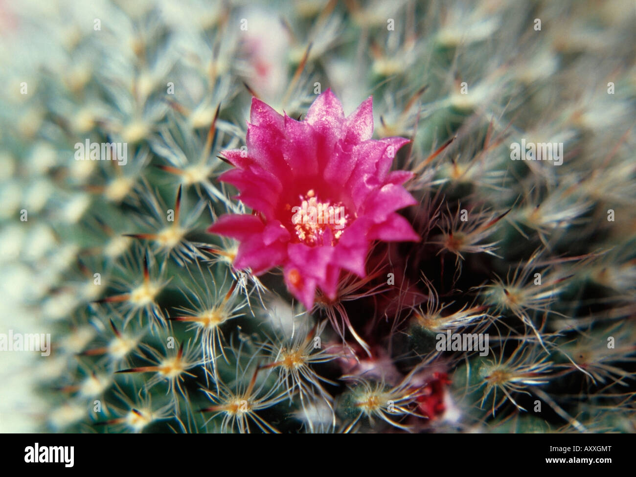 Cactus, Pincushion cactus, Pincushion, Mammillaria, Pink Stock Photo