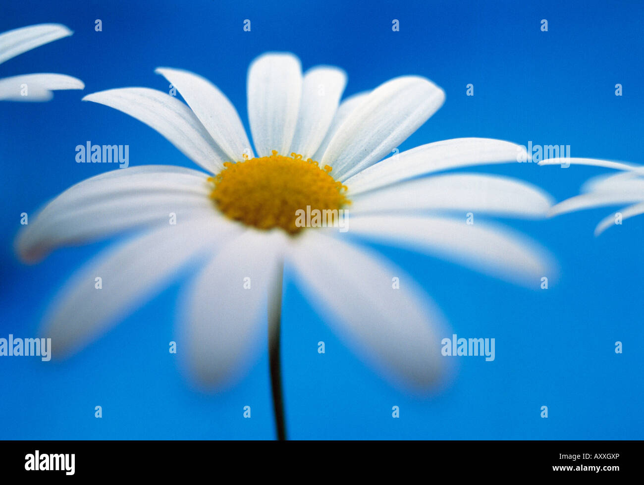 Daisy, Ox-eye daisy, Ox, eye, Leucanthemum vulgare, White, Leucanthemum, vulgare Stock Photo