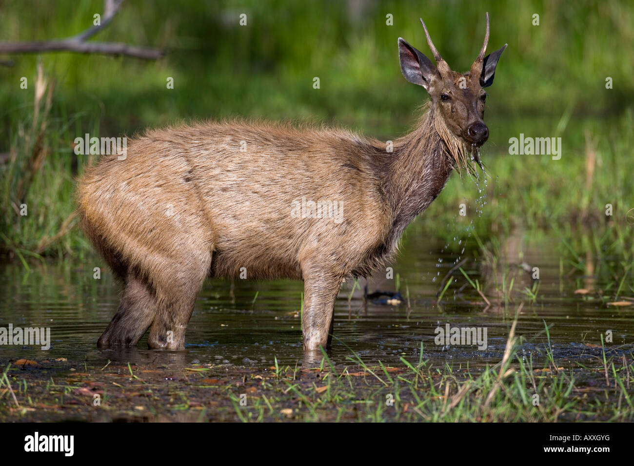 Sambar Deer, (Cervus unicolor), Bandhavgarh N.P., Madhya Pradesh, India Stock Photo