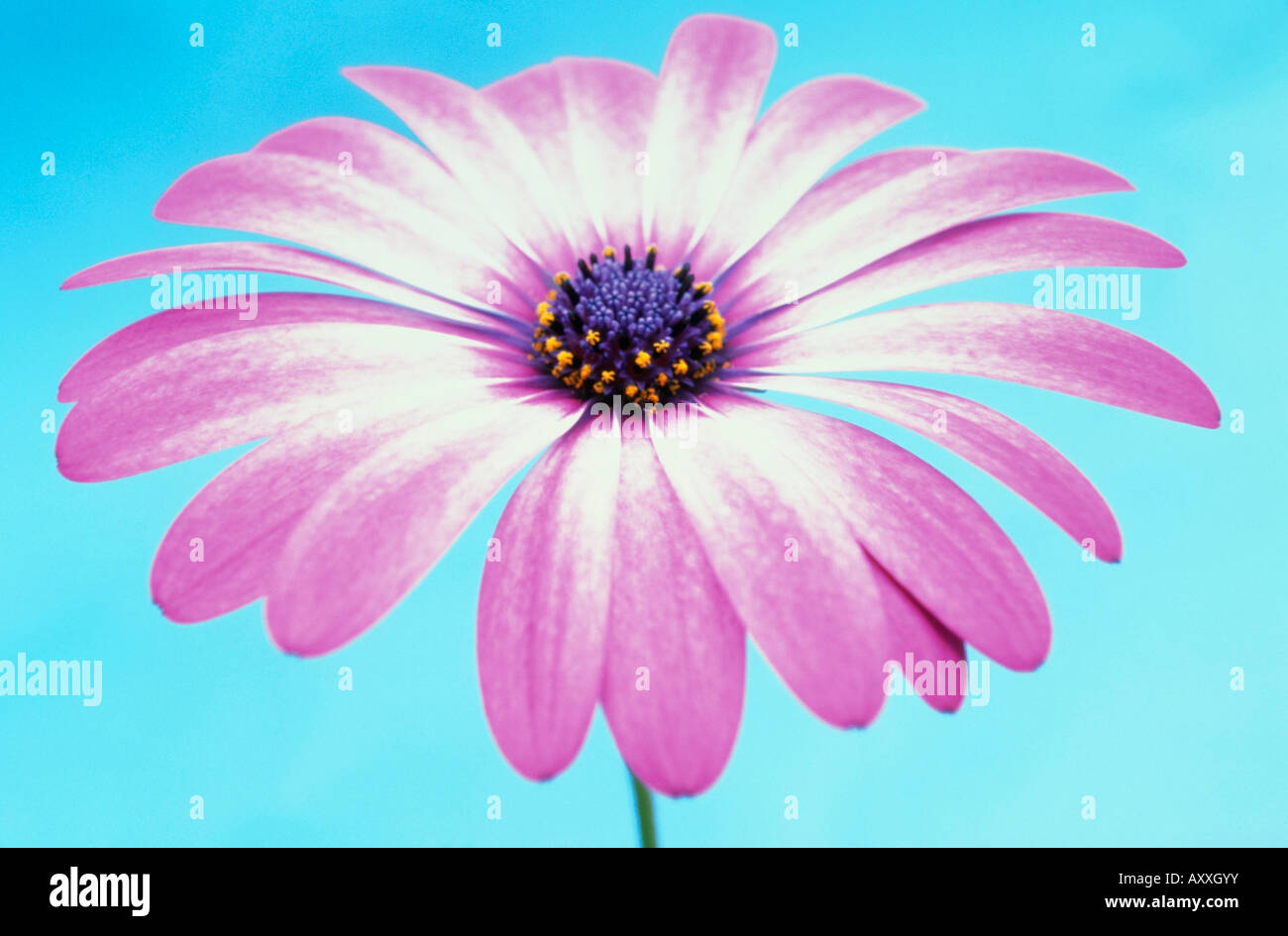 Osteospermum, Osteospermum, Mauve, Stock Photo