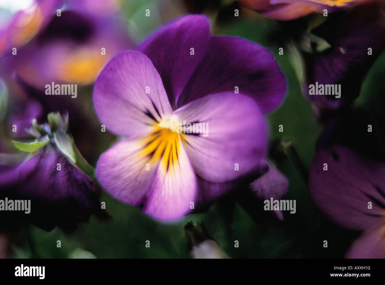 Heartsease, Viola tricolor, Purple, Viola, tricolor Stock Photo Alamy