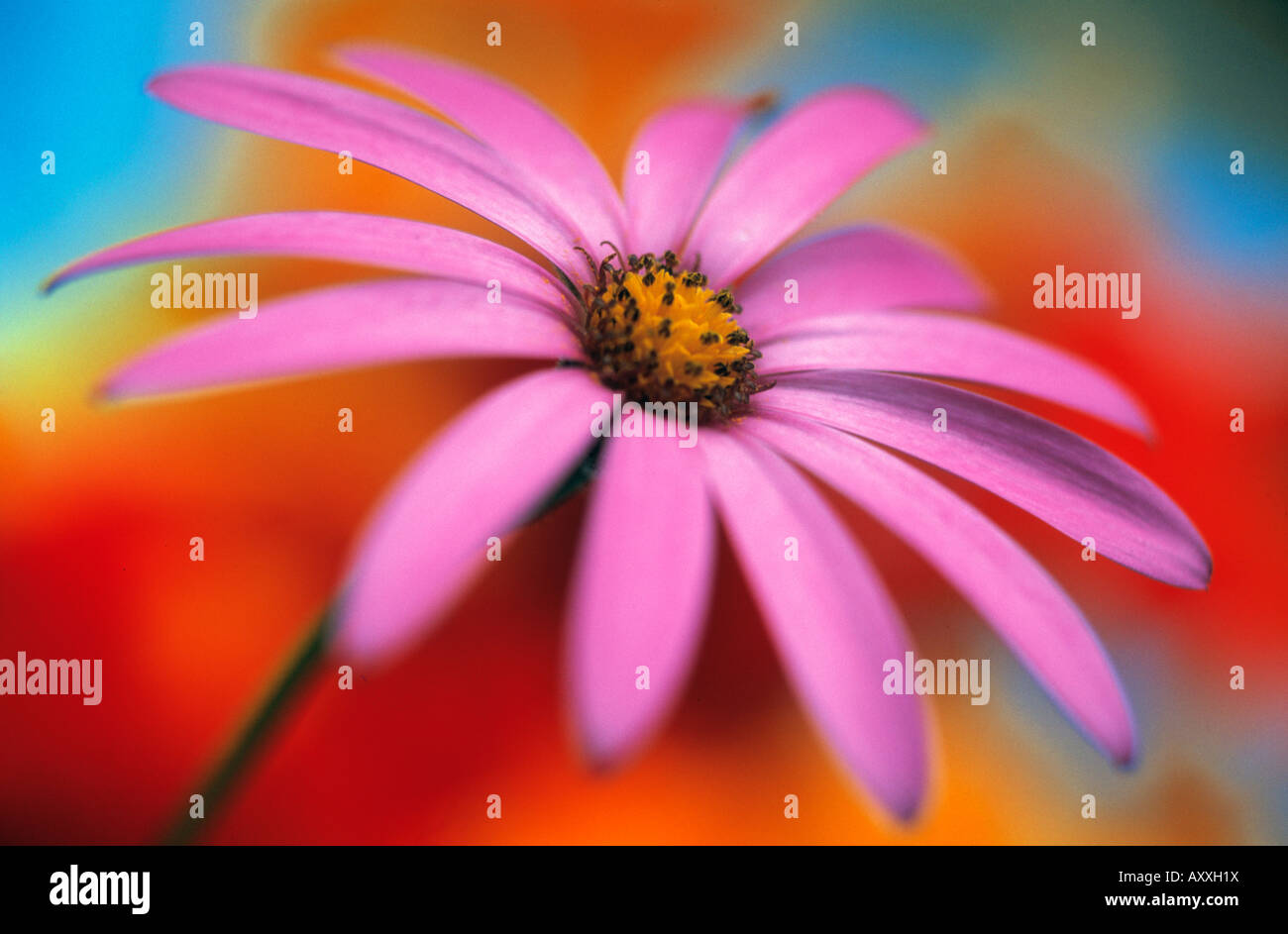 Osteospermum, Osteospermum, Mauve, Stock Photo