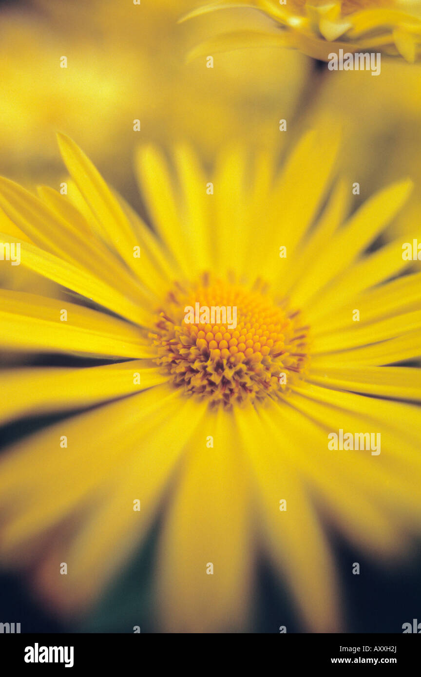 Leopard's bane, Leopard's, bane, Doronicum, Yellow Stock Photo Alamy