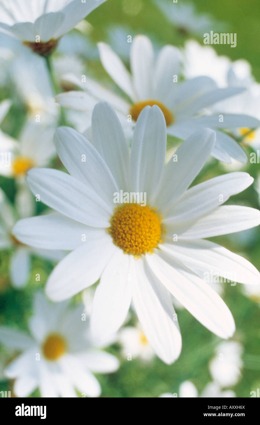 Daisy, Ox-eye daisy, Ox, eye, Leucanthemum vulgare, White, Leucanthemum, vulgare Stock Photo