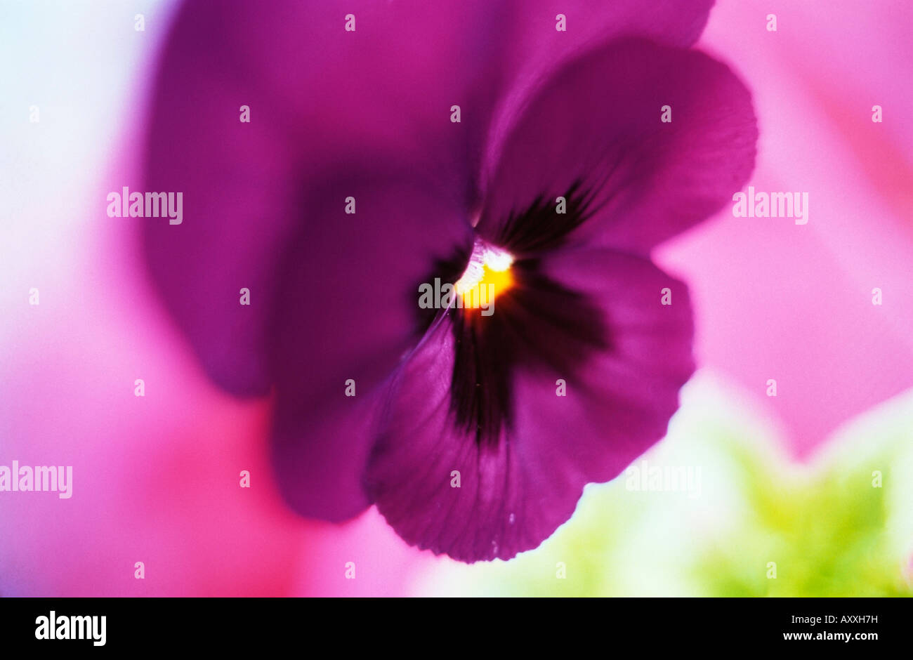 Pansy, Viola wittrockiana, Purple, Viola, wittrockiana Stock Photo Alamy