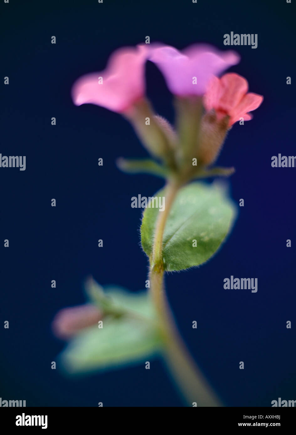 Lungwort, Pulmonaria augustifolia, Pink, Pulmonaria, augustifolia Stock Photo