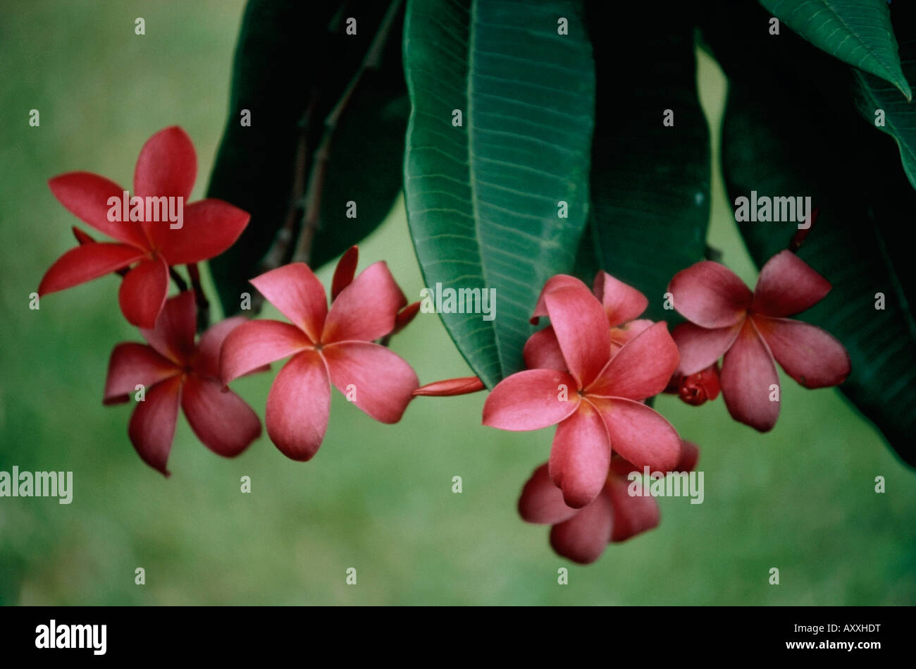 Red plumeria plumeria rubra hires stock photography and images Alamy