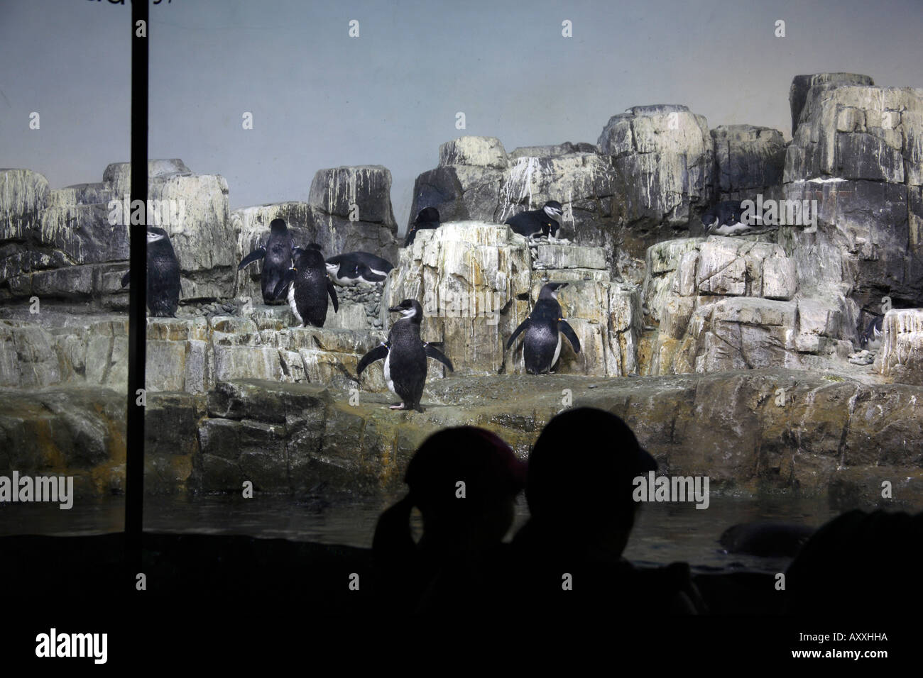 Penguin Central Park Zoo Manhattan New York Stock Photo - Alamy