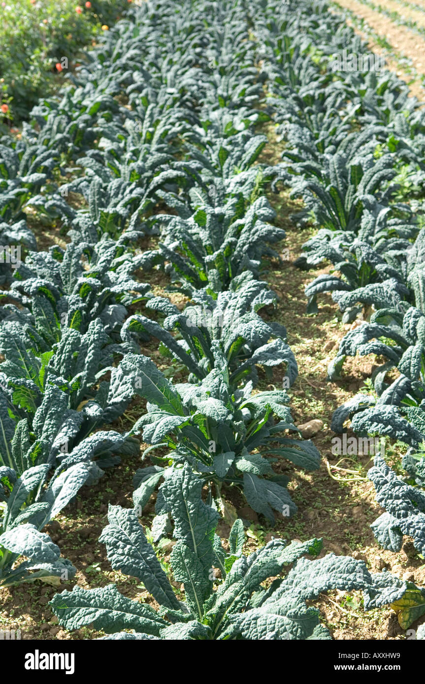 Field of Cabbages Stock Photo