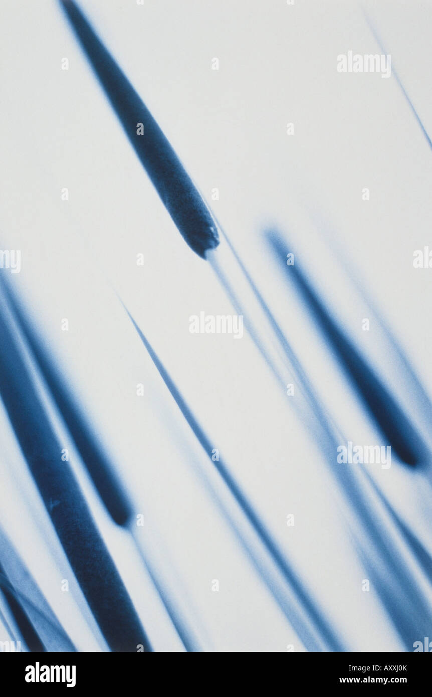 Bulrush, Typha latifolia, Blue, Typha, latifolia Stock Photo