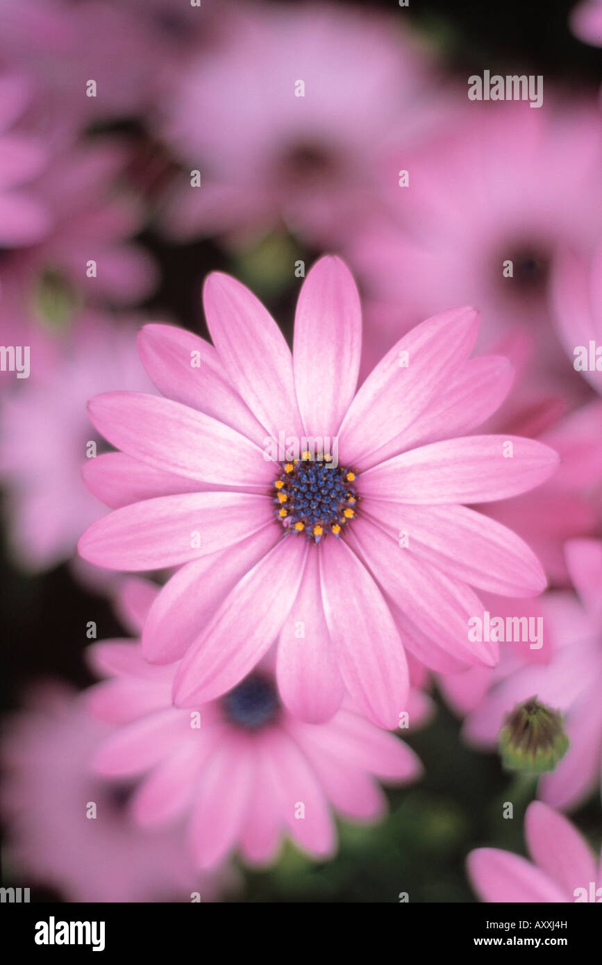 Osteospermum, Osteospermum, Pink Stock Photo - Alamy
