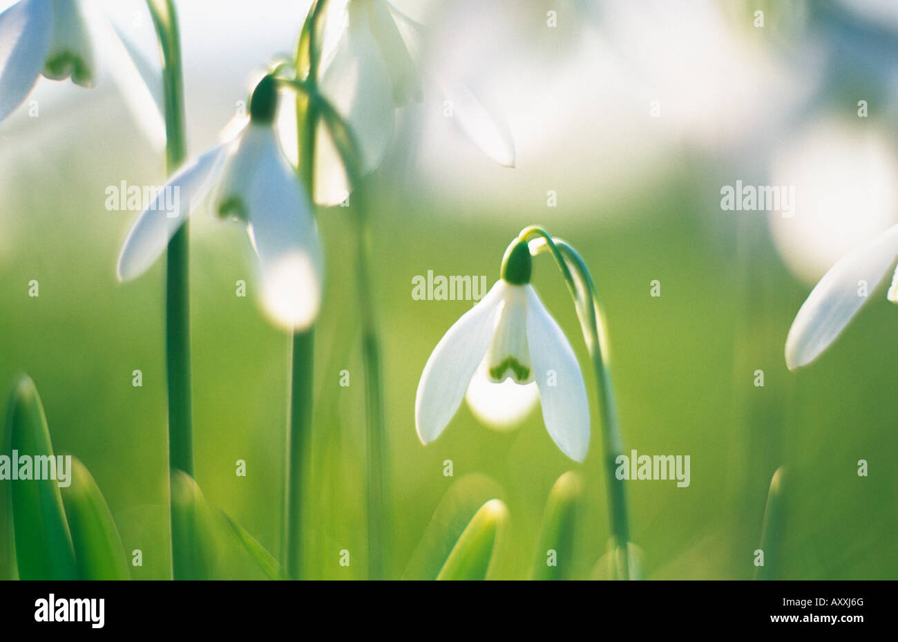 Snowdrop, Galanthus nivalis, White, Galanthus, nivalis Stock Photo