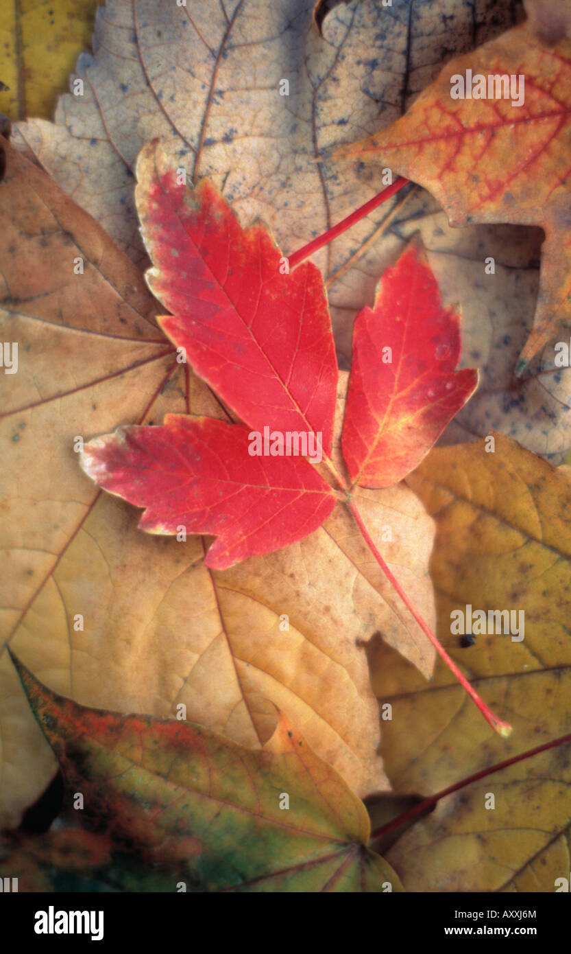 Leaf, Red, Stock Photo