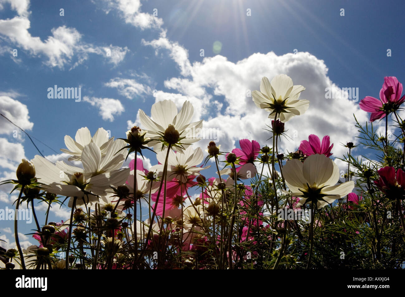 Summer flower hi-res stock photography and images - Alamy