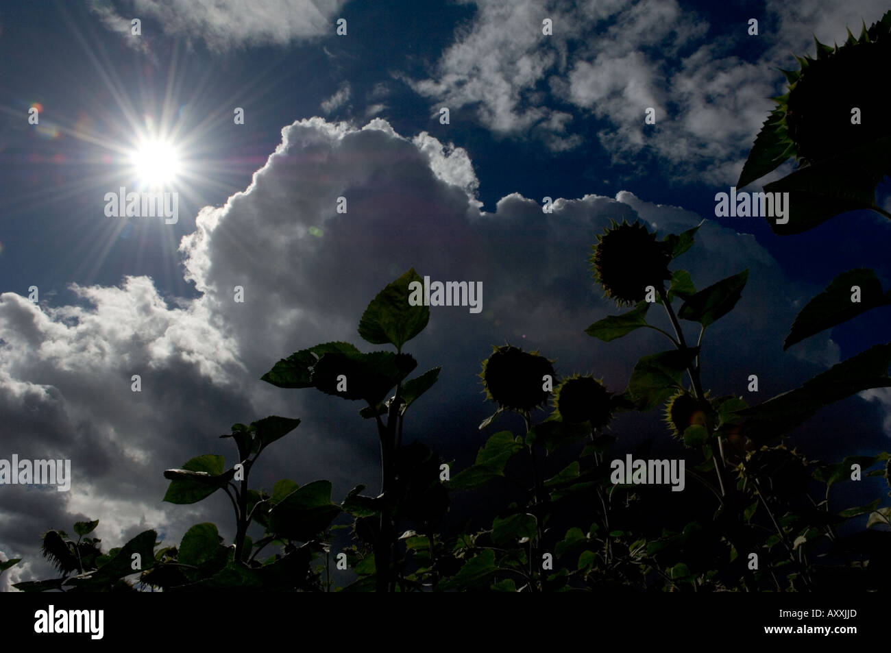 Summer Blossom of Flowers against dark skies Stock Photo