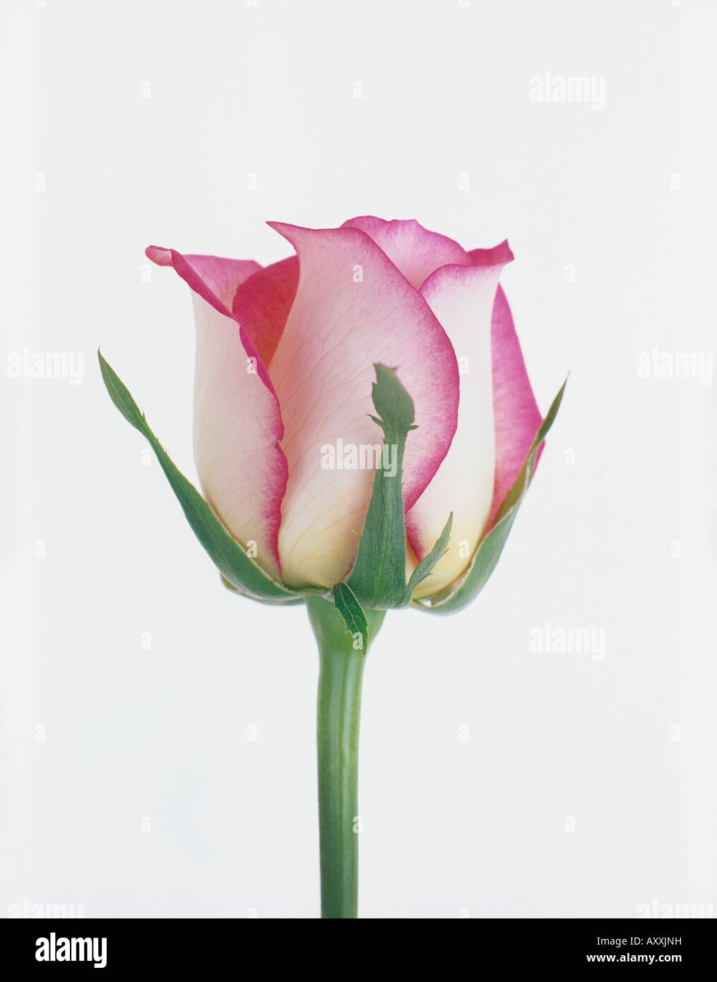 Faded pink rose hi-res stock photography and images - Alamy