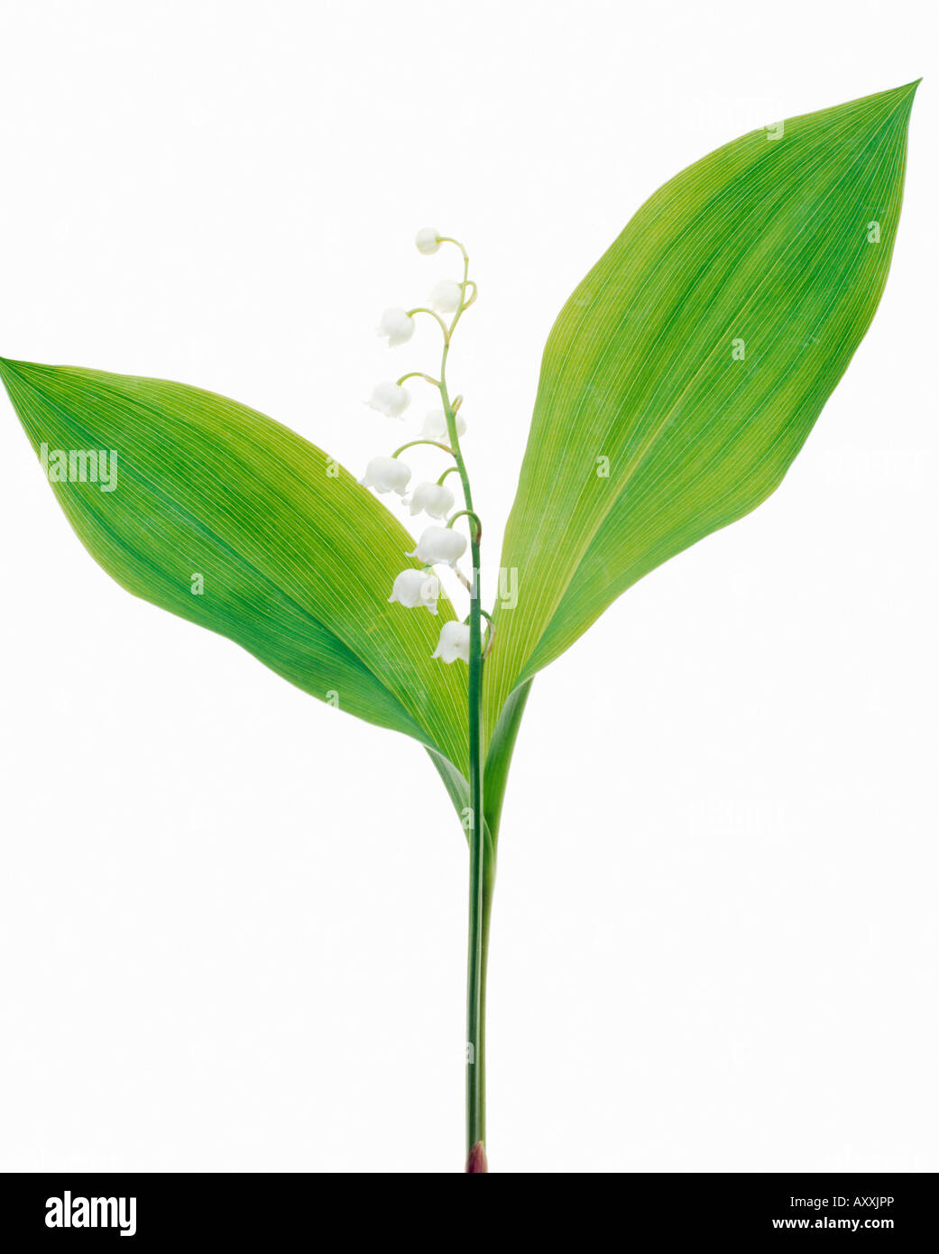 Lily of the valley cut out hi-res stock photography and images - Alamy