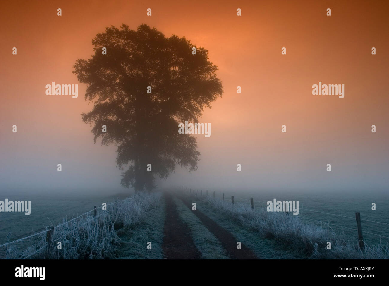 Tree in the morning fog, Bielefeld, Nordrhein Westfalen, Germany Stock Photo