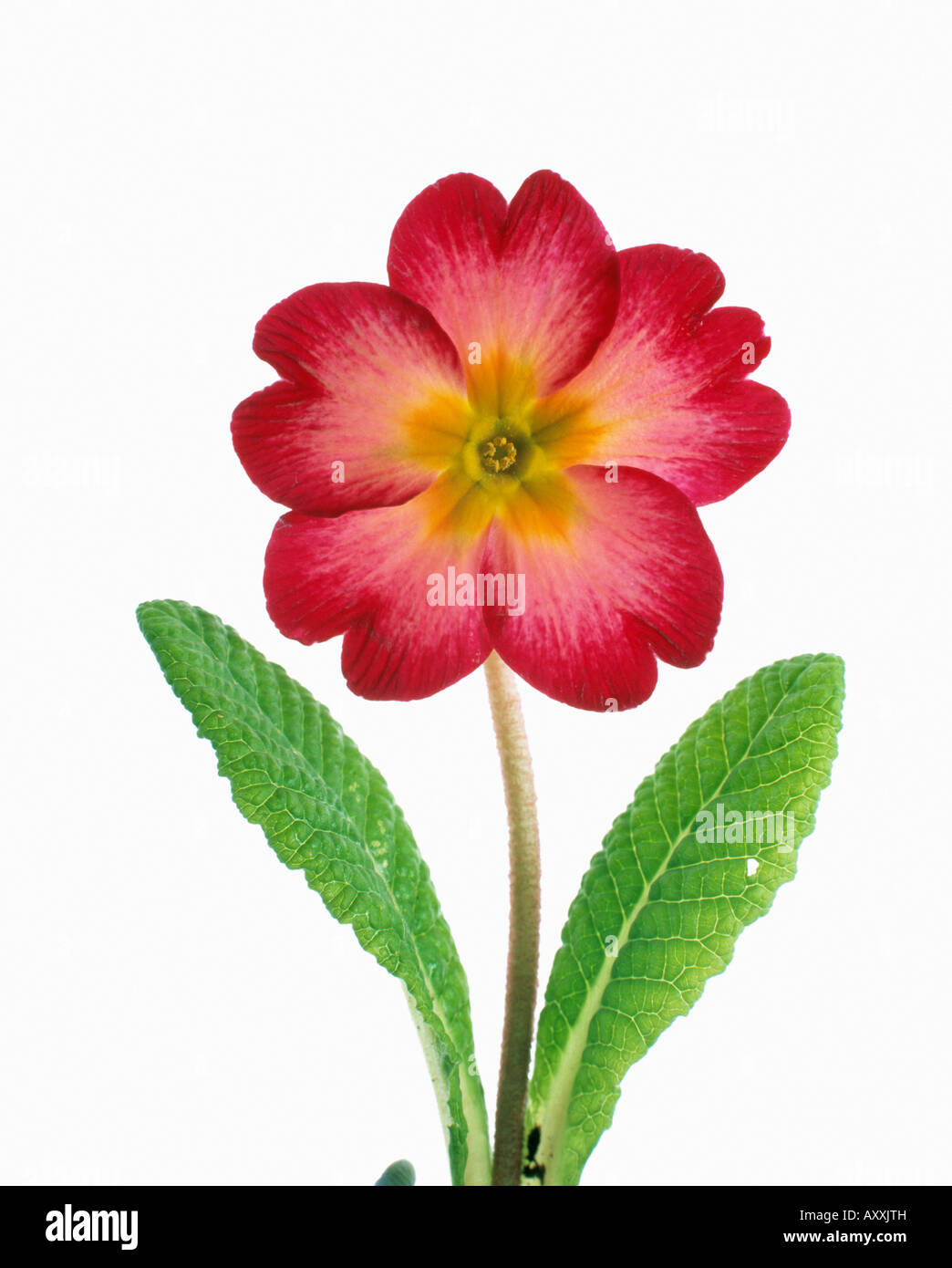 Primula, Primrose, Primula 'joker Series', Pink, Primula, Joker, Series 