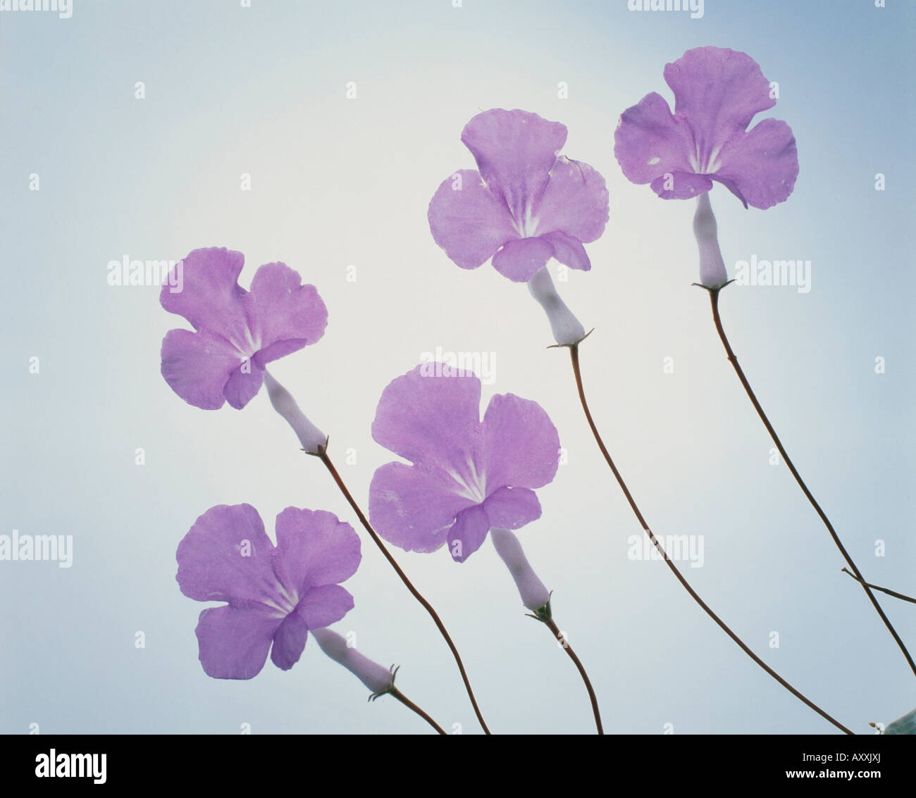 Lobelia, Lobelia, Mauve, Stock Photo