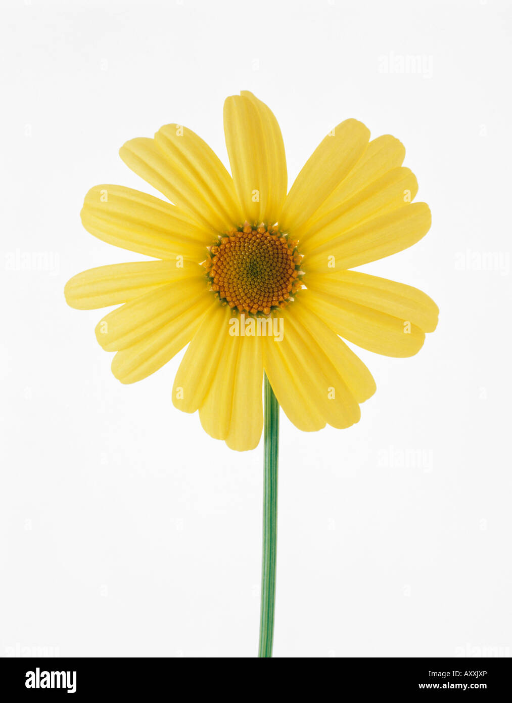 Daisy, Ox-eye daisy, Ox, eye, Leucanthemum vulgare, Yellow, Leucanthemum, vulgare Stock Photo