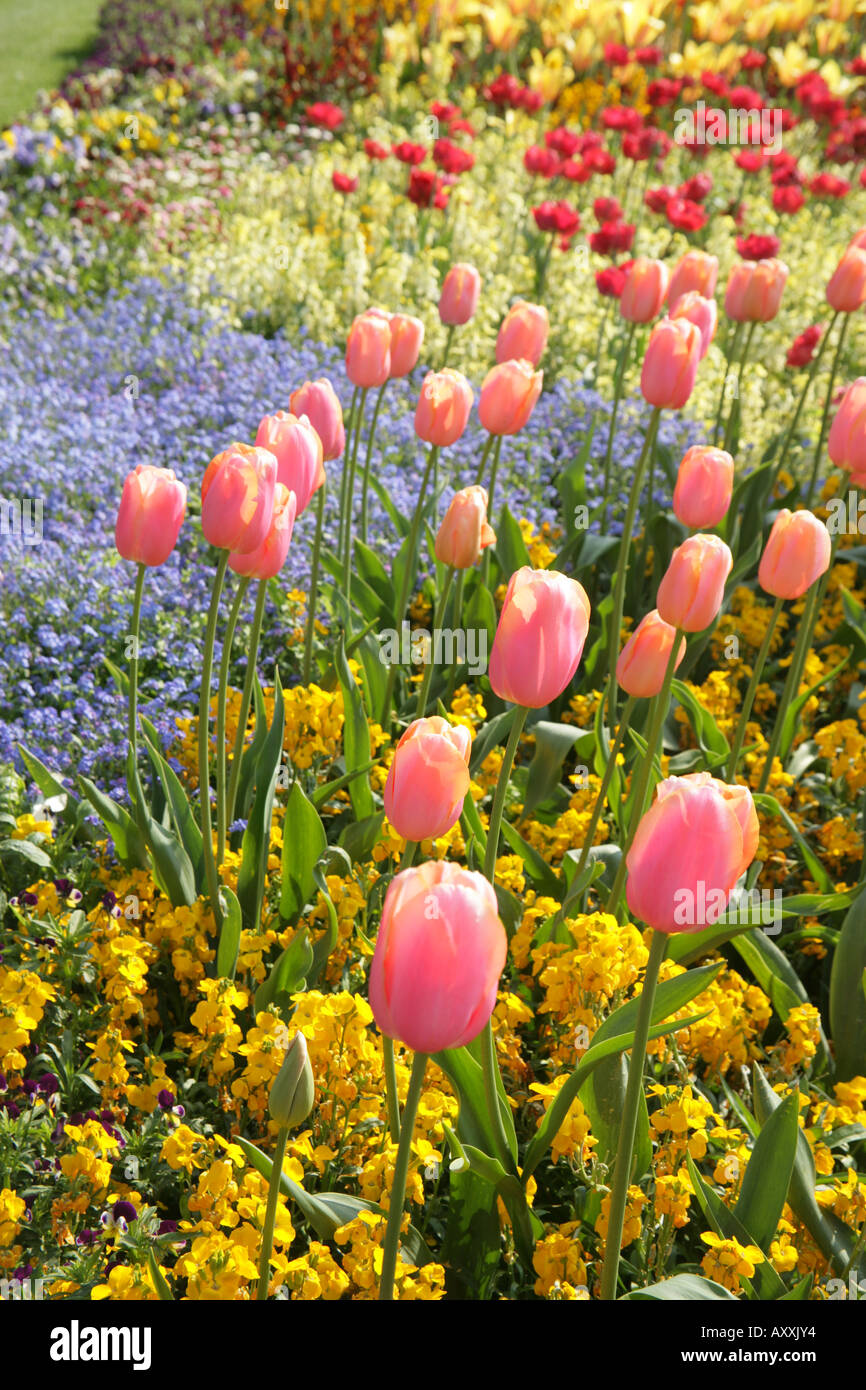 spring bedding plants in May National Botanic Gardens Glasnevin Dublin Ireland Stock Photo