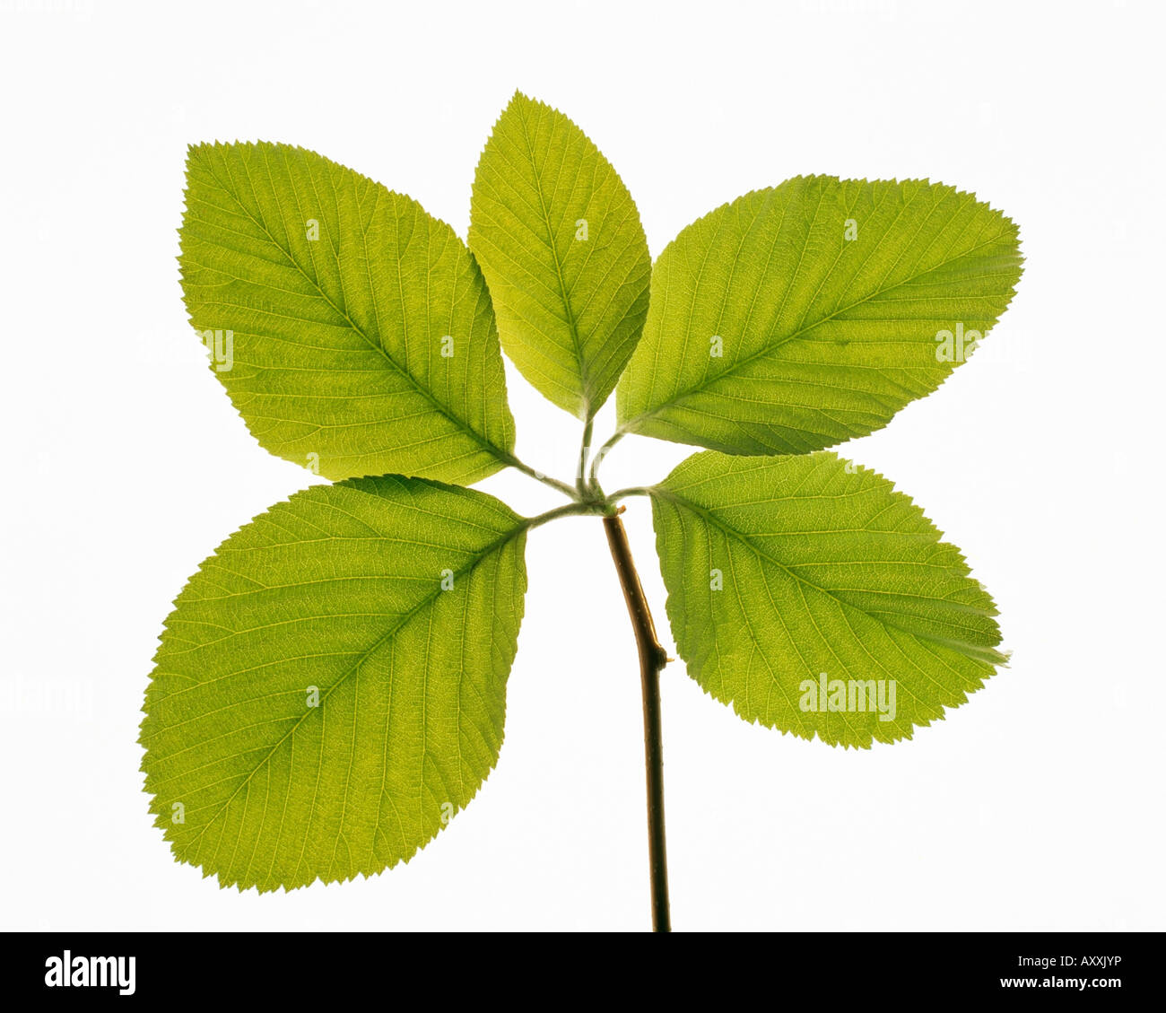 Simple elm hires stock photography and images Alamy