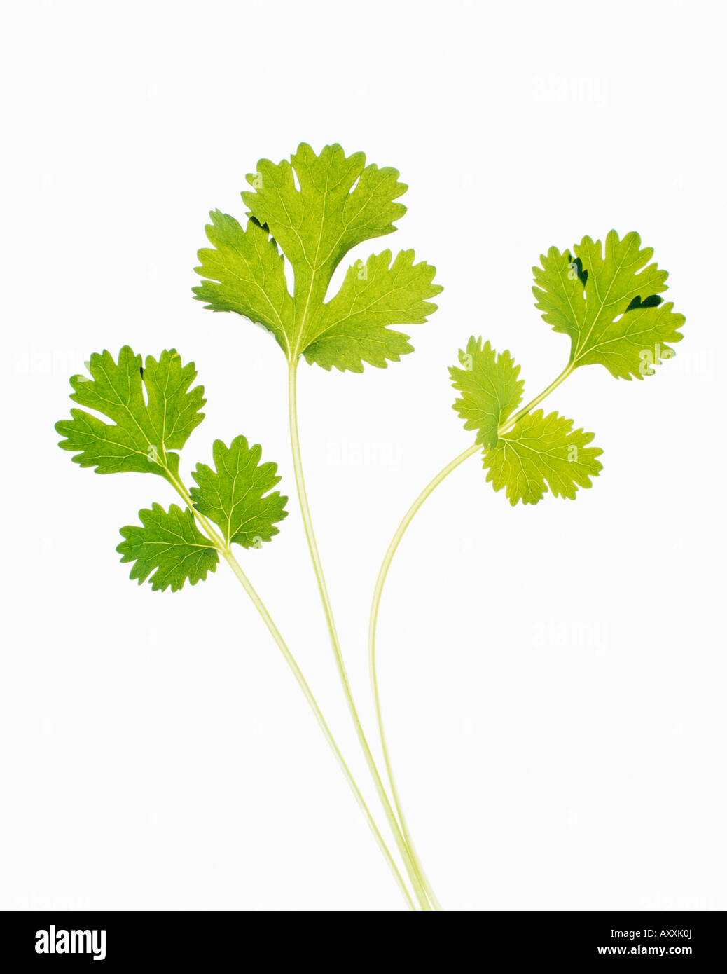 Coriander, Coriandrum sativum, Green, Coriandrum, sativum Stock Photo