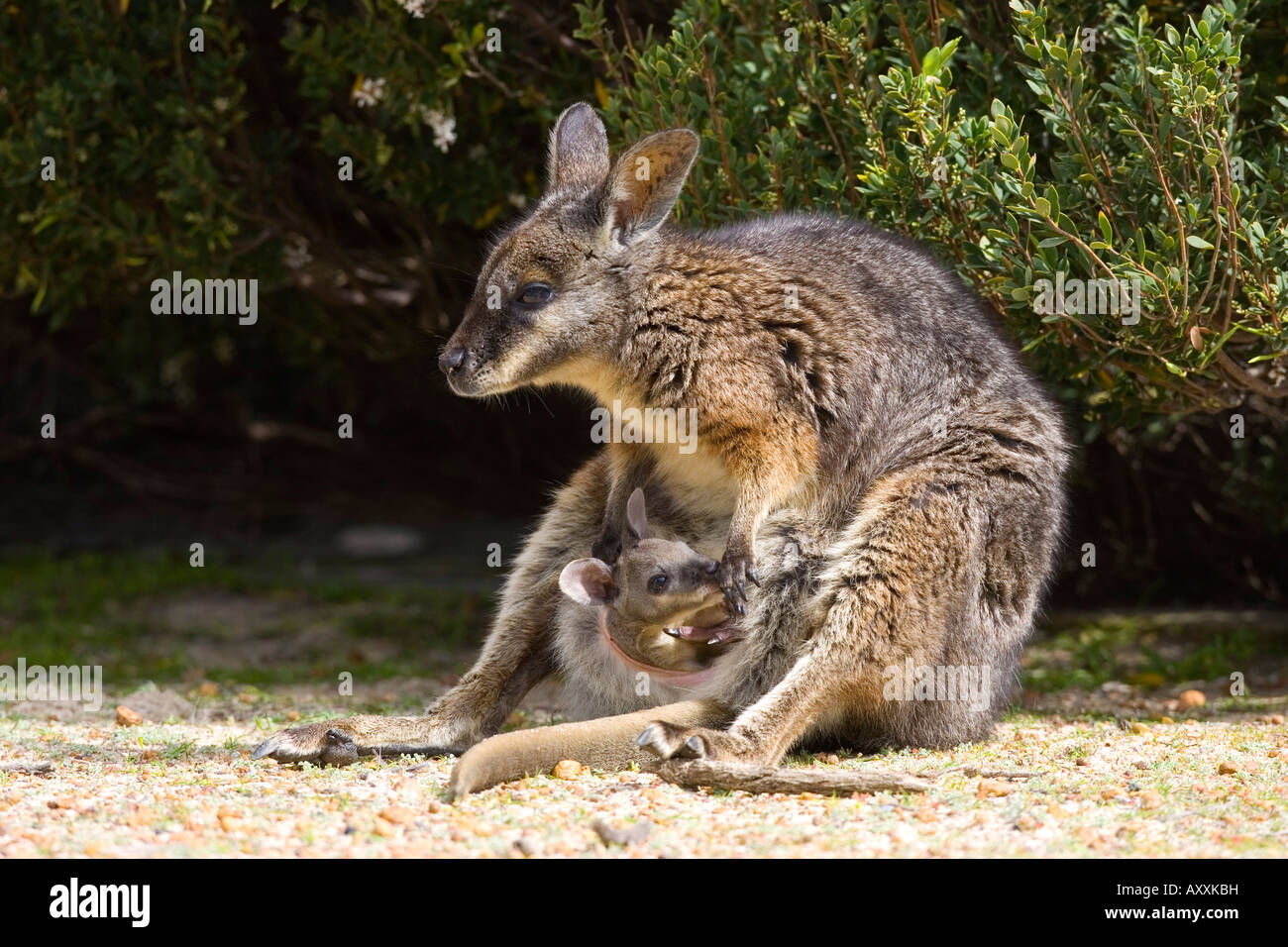 Tammar Wallaby, (Macropus eugenii), Flinders Chase N.P., Kangaroo Island, South Australia, Australia Stock Photo