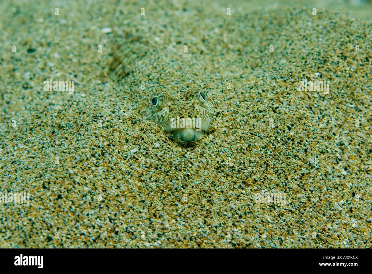 Sand Diver Lizardfish near the coast of Maui, Hawaii Stock Photo