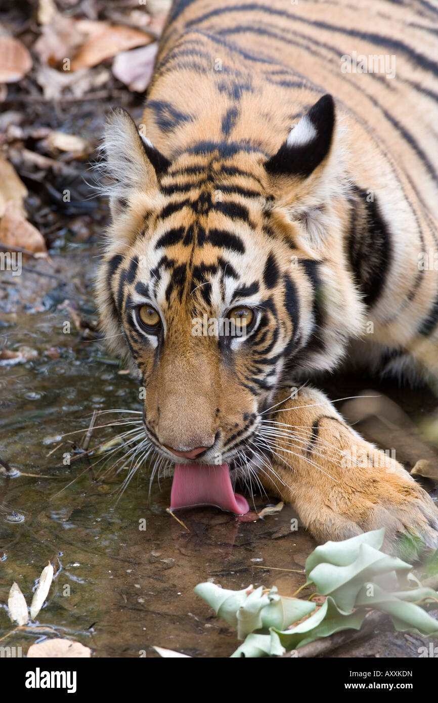 Bengal tiger, (Panthera tigris tigris), Bandhavgarh, Madhya Pradesh, India Stock Photo